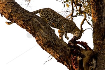 African Leopard eating a carrion NP Chobe Botswana
