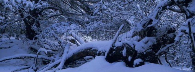 Subalpine forest under snow Queyras Hautes-Alpes
