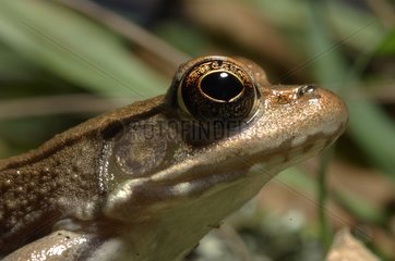 Portrait of Bronze Frog East Texas USA