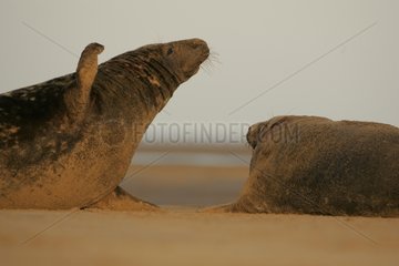 Grey Seals MÃ¤nnchen  die am Sand Beach Schottland kÃ¤mpfen