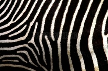 Detail of a Zebra hair coat