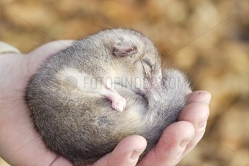 Fat dormouse in hibernation in a hand in Alsace