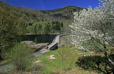 Blumenkirschbaum in der Nähe des Frankreichs -Lake -Alfeld -Deichs