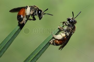Solitary Bees on stalk - Vosges du Nord France