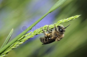 Solitary Bee on ear - Vosges du Nord France