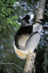 Indri dans un arbre Mantadia Andasibe PN Madagascar