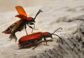 Welsh Oak Long Horn Beetle - Vosges du Nord France