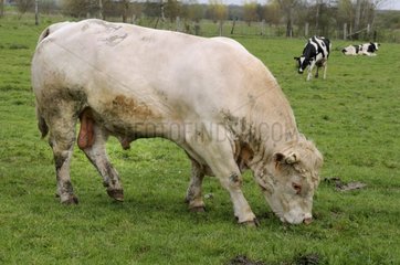 Charolais bull grazing in the meadow - Vosges du Nord France