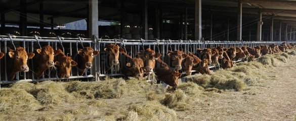 Limousin cows eating hay - Vosges du Nord France
