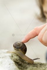 Girl touching a snail shell with her finger