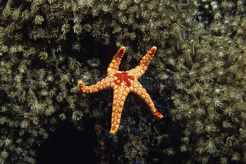 Peppermint Sea Star moving on polyps in the Maldives