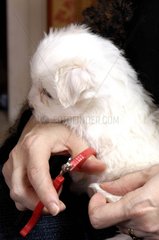 First manicure for a Coton de Tulear Puppy