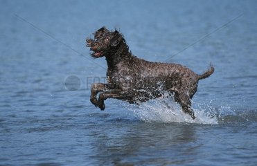 Pudelpointer runing in water Germany