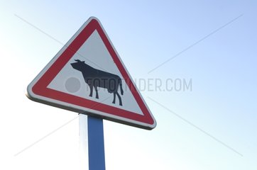 Road sign indicating the presence of cows Boulogne France