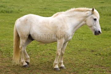 Portrait of a white Horse in a meadow Bourgogne France
