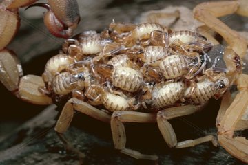 Scorpion portant ses pullus sur son dos Brésil