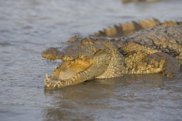 Nile crocodile on the banks of the pond Bazoulé Burkina Faso