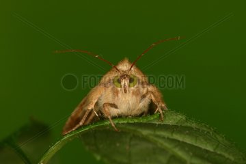 Noctuid Moth looking landed on a leaf Brecia Italy