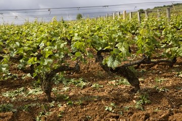'Pinot Noir' Vintage Bourgogne Frankreich