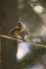 Red squirrel on a branch in winter Quebec Canada