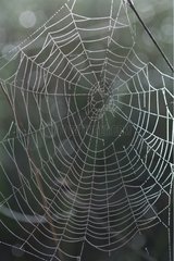 Dew on a spiderweb in Drôme France