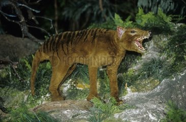 Thylacine reconstituted Australia