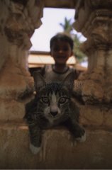 Porträt eines Kätzchens mit dem Kopf zwischen zwei Säulen