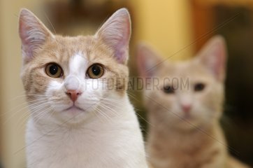 Porträt von zwei männlichen europäischen Katzen Frankreich