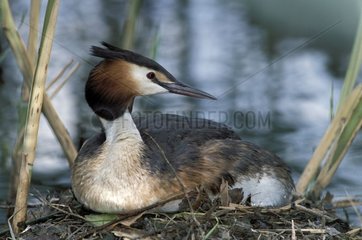 Great Crested Grebe incubating it nest