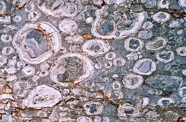 Stromatolites in sedimentary rocks of the secondary