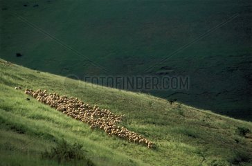 Schafherde in den Bergen  die in Frankreich locker sind