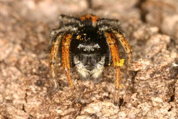 Male Jumping Spider Mauvezin Ariège