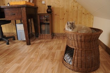 Male Siamese cat in a basket France