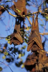 Little Red Flying Foxes suspended with a branch Australia