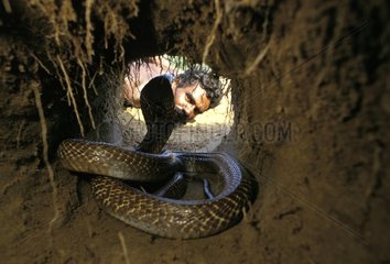 Homme Tamil repérant le cobra dans son terrier Inde