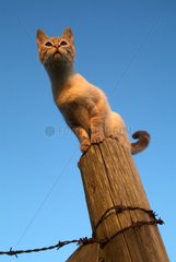 Siamese cat Blue tabby perched on a post of fence