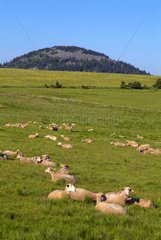 Sheeps in Monts d'Ardèche Regional Nature Park France