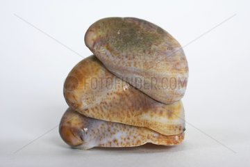 Shells of common atlantic slippersnails in studio