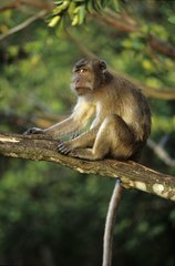 Macaque Crabier assis dans un arbre Kalimantan Est Indonésie