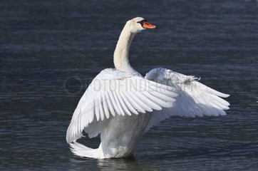 Mute Swan flapping its wings France