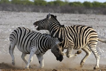 Male Burchell's Zebras fighting Etosha National Park Namibia