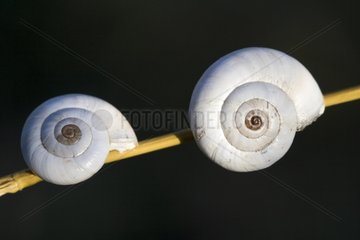 Snails Cacalaou on a stalk