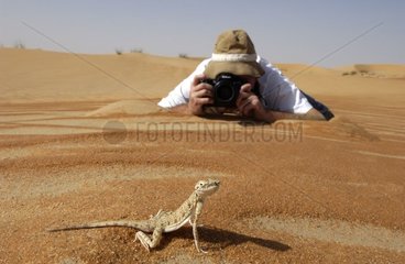 Toad-headed Agama on the sand United Arabs Emirats