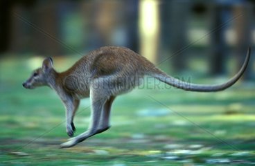 Wallaby agile sautant Queensland Australie