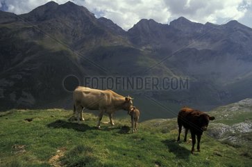 Kuh und Kälber im Vallée d'Estaube Frankreich