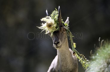 Weibliche Alpes ibex mit einer Distel zwischen den Hörnern