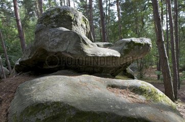 Sandstone rock reminiscent of a turtle Massif de Fontainebleau