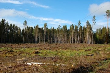 Deforestation. in Latvia