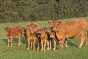 Limousinkühen und Kälber im Sommer