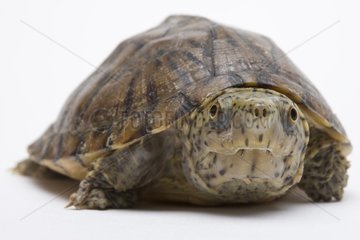 Loggerhead musk turtle native to southern USA in studio